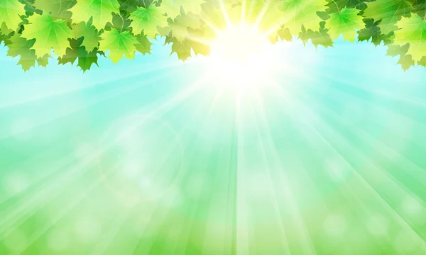 Yaprakları, gökyüzü ve güneş