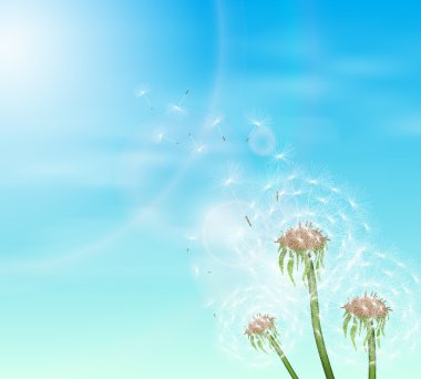 Mavi gökyüzü ve üç karahindiba.