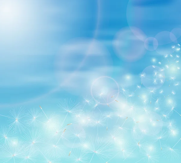 Mavi gökyüzü ve karahindiba tohum.