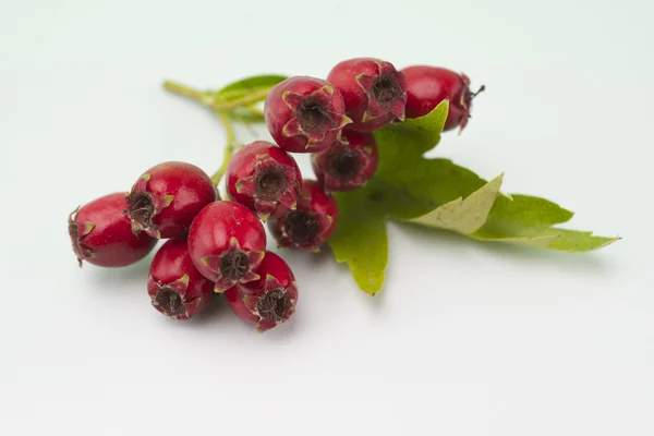 Yaprakları ile şube üzerinde kırmızı meyveler