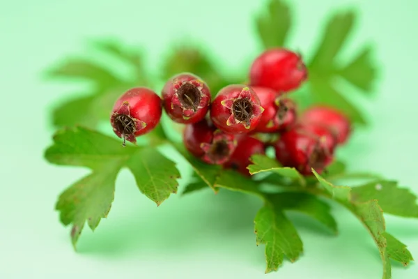 Красные ягоды на ветке с листьями — стоковое фото
