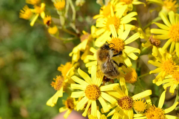 Sarı çiçekte bal arısı