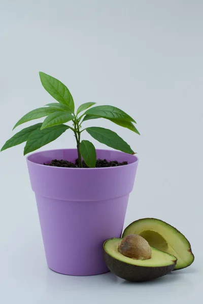 Avokado bitki ve avokado dilimleri