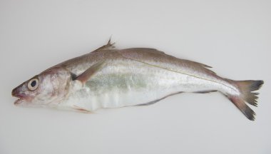 Ham mezgit balığı