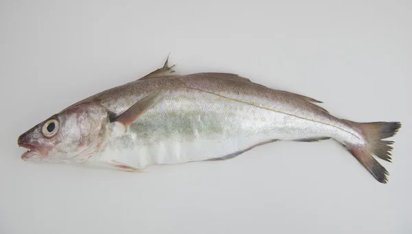 Ham mezgit balığı