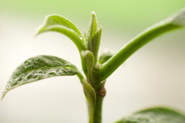 Avokado filiz. Avokado bitki