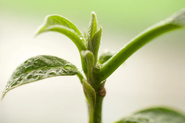 Avokado filiz. Avokado bitki