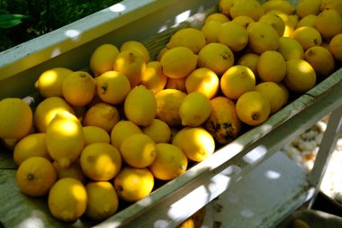 Tahta bir kutuda taze toplanmış portakallar ve yumuşak güneş ışığı.