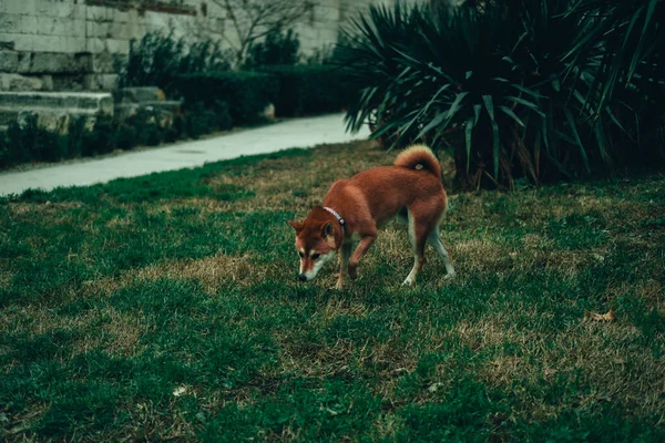 Beautiful Shiba Inu Pure Breed Dog Walking Grass — Stock Photo, Image