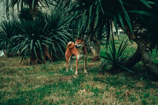Beautiful Shiba Inu Pure Breed Dog Walking Grass — Stock Photo, Image