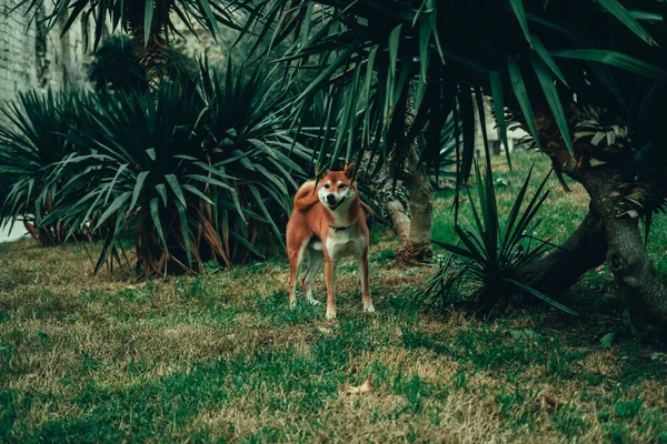 Beautiful Shiba Inu Pure Breed Dog Walking Grass — Stock Photo, Image