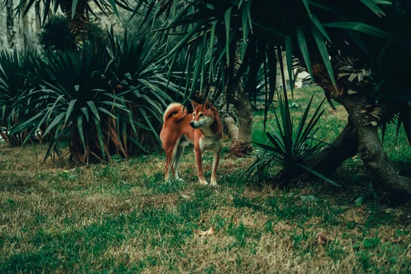 Beautiful Shiba Inu Pure Breed Dog Walking Grass — Stock Photo, Image