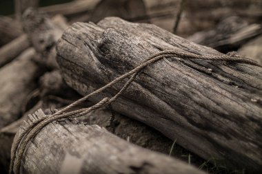 Eski ahşap bir ağacın ve ağaç dallarının tropik ormandaki dokusunun manzaralı yakın çekimi..