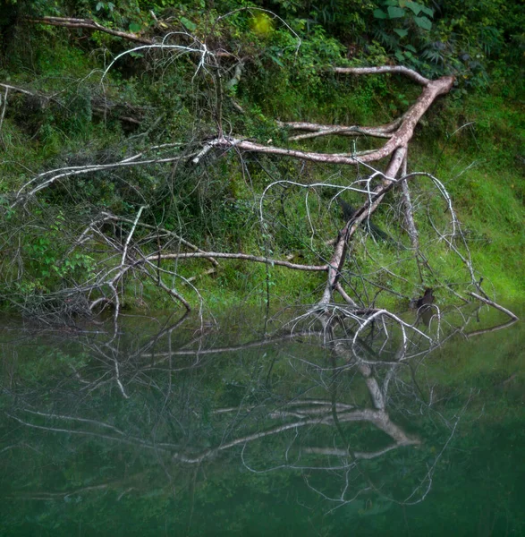 Zbliżenie Ujęcia Suchych Gałęzi Drewna Dryfującego Brzegu — Zdjęcie stockowe