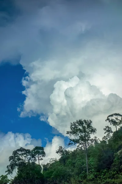 Знімок Кучерявого Лісу Драматичному Погодному Фоні Хмарного Неба — стокове фото