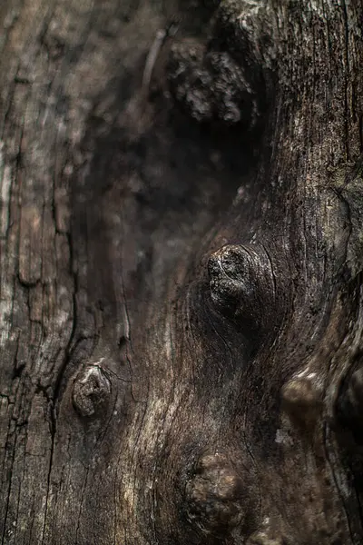 Malownicze Zbliżenie Ujęcie Dodatku Stara Drewniana Tekstura Drzewa Tropikalnej Dżungli — Zdjęcie stockowe