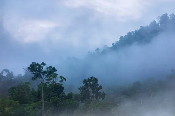 Morning Scenic View Bushy Forest Trees Jungle Enveloped Fog — Stock Photo, Image