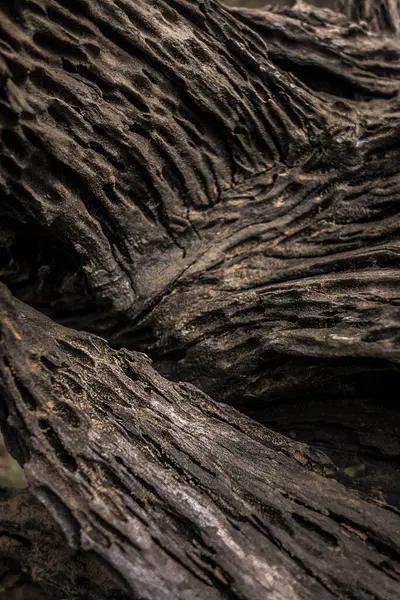 Джунглях Видніється Зображення Старої Дерев Яної Текстури — стокове фото