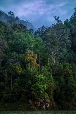 Tropikal ormandaki çalılık ormanın manzarası bulutlu bir arka planda derin bir orman.