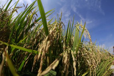 Pirinç tarımı ve mavi gökyüzü arka planlı pirinç tarlası