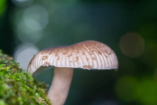 Closeup Shot Small Little Wild Mushrooms Blurred Background — Stock fotografie