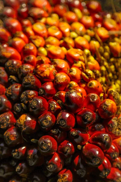Closed Sustainable Agriculture High Quality Palm Oil Fruits — Stock Photo, Image