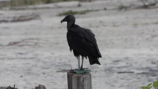 Pássaro Negro Abutre Abutre Negro Coragyps Atratus Praia — Vídeo de Stock