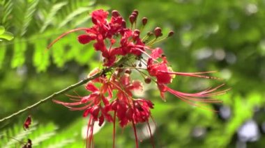 Çiçek, nadir bulunan pembe / leylak rengi rüzgârda salınan yeşil bir arka plan Stok 4K 50 FPS