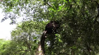 Panama Stok 'taki bir ağacın dalındaki büyük kahverengi termit yuvası 4k UHD 50 FPS