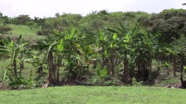 Panama kırsalında küçük bir muz mahsulü. Tropik tarım. Stock Video 4k UHD 50 FPS