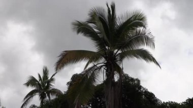 Gök gürültülü fırtınada hindistan cevizi palmiyesi Panama 4k UHD 50 FPS 'de koyu gri ve tehditkar bir gökyüzü.