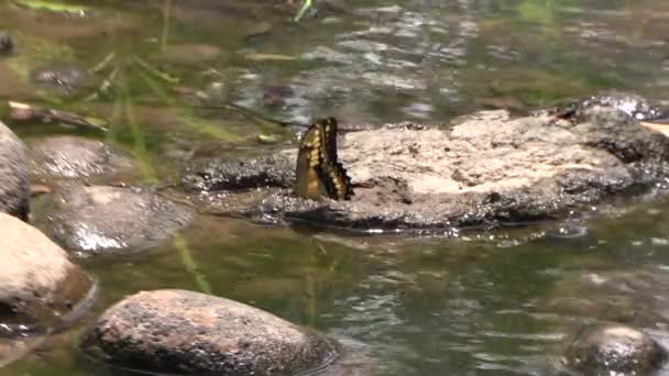 Чорно Жовтий Метелик Кам Яній Воді Річці Рухається Крилами Сток — стокове відео
