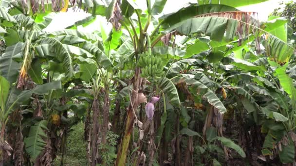Banana Cultivation Central America Banana Trees Moving Wind Stock Footage — Stock Video