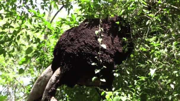 Увеличь Большой Термитный Курган Установленный Ветке Дерева Панамских Джунглях Fps — стоковое видео