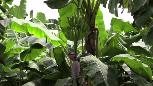 Banana Trees Wind Bunch Unripe Green Bananas Banana Leaf Stock — Stock Video