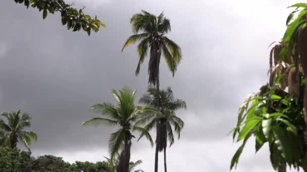 Kokospalmer Svajade Den Blåsiga Gråa Himlen Vädret Mulet Stockfilm Uhd — Stockvideo