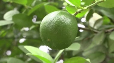 Limon ağacı dalından sarkan büyük bir limonu yakınlaştır. 4k UHD 50 FPS