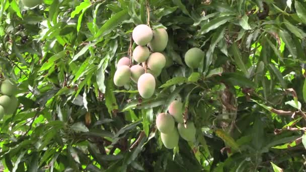 Wild Soon Ripe Mangoes Mango Branch Green Leaves Background Stock — Stock Video