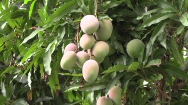 Olgun mangoları bir ağacın dallarına (mango ağacı) yaklaştır. Rüzgarda sallanan egzotik meyveler