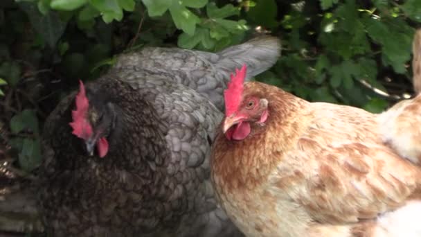 Hennen Mit Einem Geselligen Affektiven Verhalten Picken Häute Auf Dem — Stockvideo