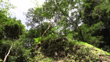 Panama 'da ormanda bir kayanın üzerinde yetişen ağaç. Natural Wild Forck Stock 4k UHD 50 FPS