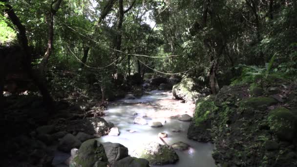 Fiume Immerso Nella Giungla Tropicale Panama Nella Foresta — Video Stock