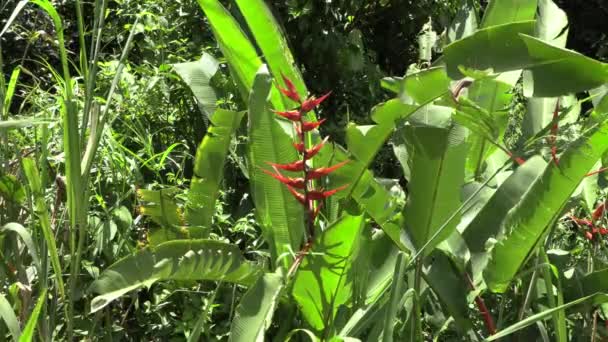 Heliconia Grande Flor Selvagem Tropical Vermelha Amarela América Natureza Stock — Vídeo de Stock