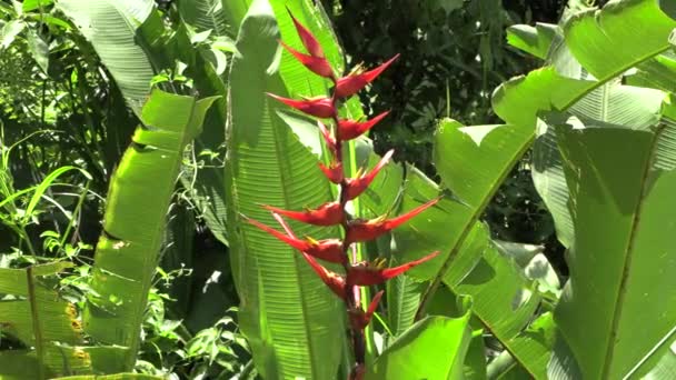 Zoom Heliconia Rosso Giallo Fiore Selvatico Panama Con Grande Foglia — Video Stock