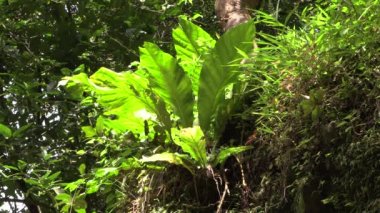  Ormanın ortasında yaprakları olan tropik yeşil bitki. Doğal yaşam. Stock Video 4k