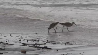 Playero aliblanco, Willet Kuşu okyanusun yanındaki sahilde uzun gagasıyla yemek yemek istiyor. 