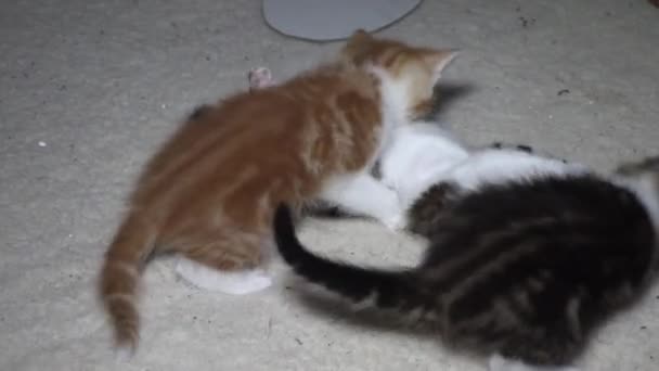 Trzy Małe Kociaki Walczące Małe Koty Walczą Czarny Biały Czerwony — Wideo stockowe