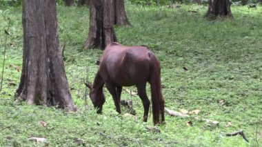 Kahverengi kısrak çayırdaki çimlerde uçarak otluyor ağaç gövdeli yeşil otlarla..