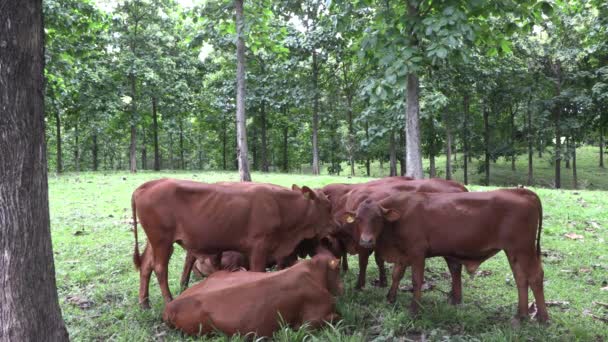 Vaca Castaña Sana Carne Res Prado Caca Verde Tropical Con — Vídeos de Stock
