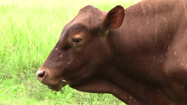 Hnědý Jadeitový Býk Který Kysele Chodí Trávou — Stock video